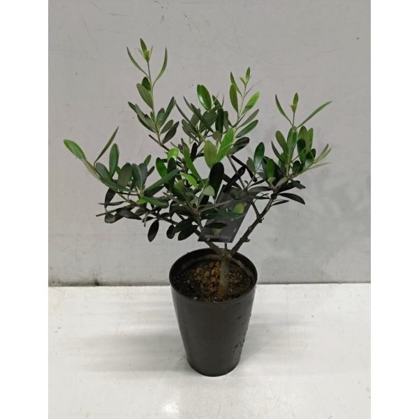 オリーブ ネバディロブランコ みんな探してる人気モノ オリーブ ネバディロブランコ