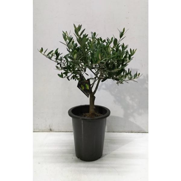 木 ブランコ 植木 盆栽の人気商品 通販 価格比較 価格 Com