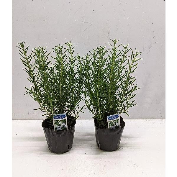 [Release date: January 25, 2026]冬から春にかけてブルーの花が咲き、−５度まで大丈夫な耐寒性のあるハーブです。お料理に、色々使えます。3,5号の大株が２株で１セット税込￥７５８、サイズ　W:約１7ｃｍ　H:約２...