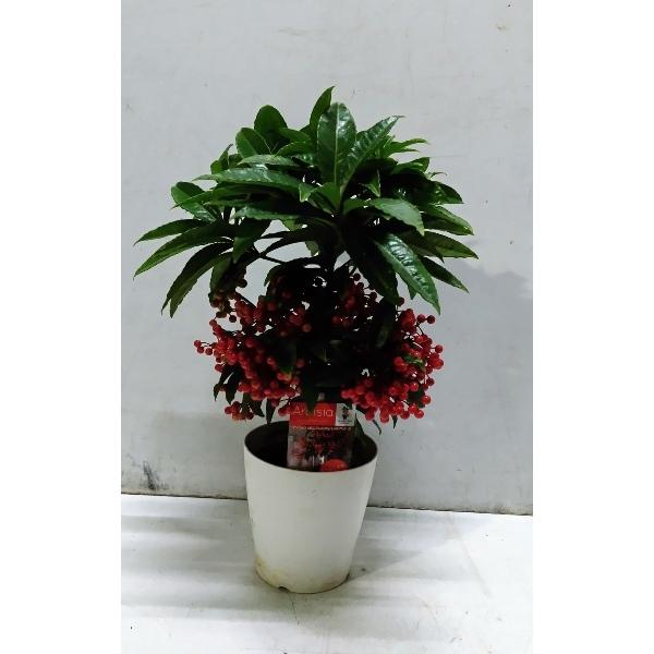 [Release date: December 8, 2025]赤い実がたくさん付いていて室内で長く楽しめるオランダで育種された万両の4号鉢で、 税込み\1496、数量限定ですので、お早めに　サイズ　横幅：約３０ｃｍ　　鉢込み高さ：約４４ｃｍ　