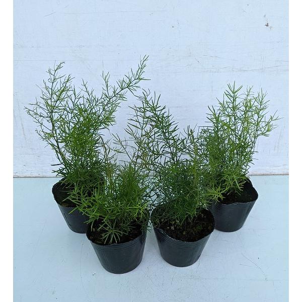 観葉植物 アスパラ スプレンゲリ苗４株セット 暑さ 寒さに強い Buyee Servicio De Proxy Japones Buyee Compra En Japon