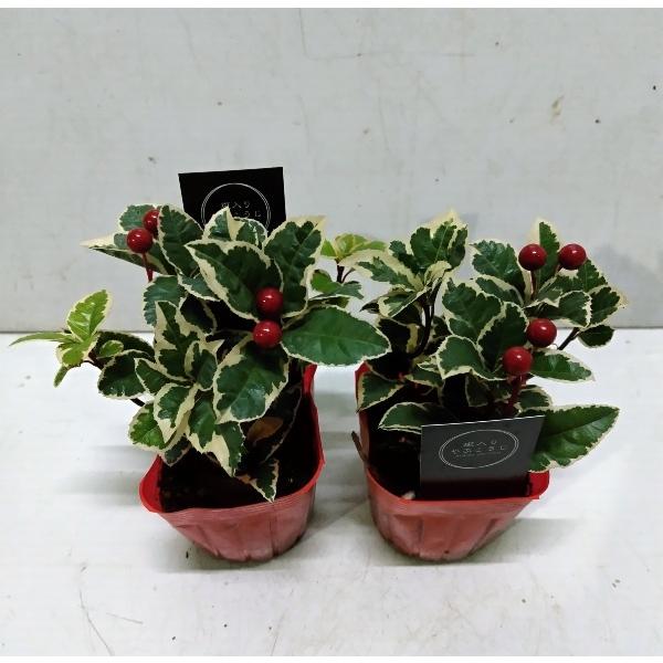 [Release date: October 27, 2025]寒さに強いめずらしい斑入りヤブコウジの苗２株で税込み￥７４０、お早めに！日当たりが悪くても育てやすいので、おすすめです。サイズ　Ｗ：１5ｃｍ　Ｈ：約１9ｃｍ＊斑入りヤブコウジに...