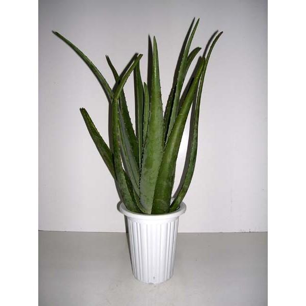 観葉植物 アロエベラの人気商品 通販 価格比較 価格 Com