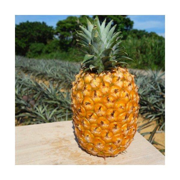 ゴールドバレル パイナップル 2.5kg(2〜3玉入) 名護市 屋我地島産 沖縄県産 パイン 2〜3人用｜ゴールドバレル｜