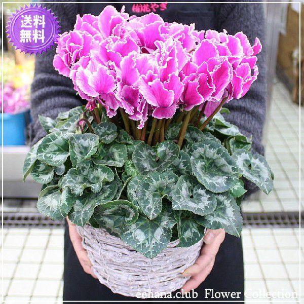 冬を彩るシクラメン パープルフレアー大6 000円 送料無料 Ht 102 いいhana倶楽部 通販 Yahoo ショッピング