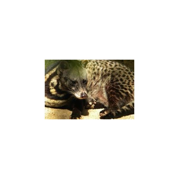 コーヒー豆 エクーア シベットコーヒー ジャコウネココーヒー コピルアク 豆 50g Buyee Buyee Japanese Proxy Service Buy From Japan Bot Online