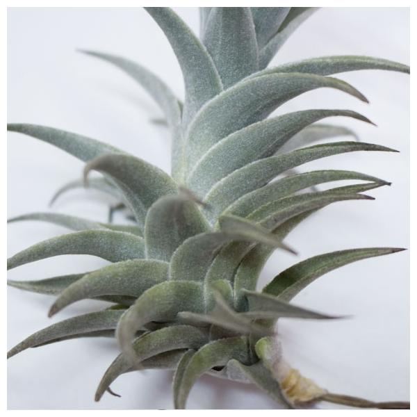 エアープランツ チランジア エディシアエ グリーン Xl 高さ10cm 12cm エアプランツ おしゃれ ティランジア 観葉植物 Buyee Buyee 提供一站式最全面最專業現地yahoo Japan拍賣代bid代拍代購服務 Bot Online