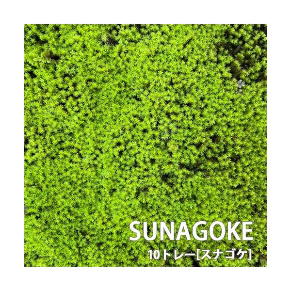 スナゴケ 砂苔 10トレー セット トレーサイズ300mm×600mm コケリウム