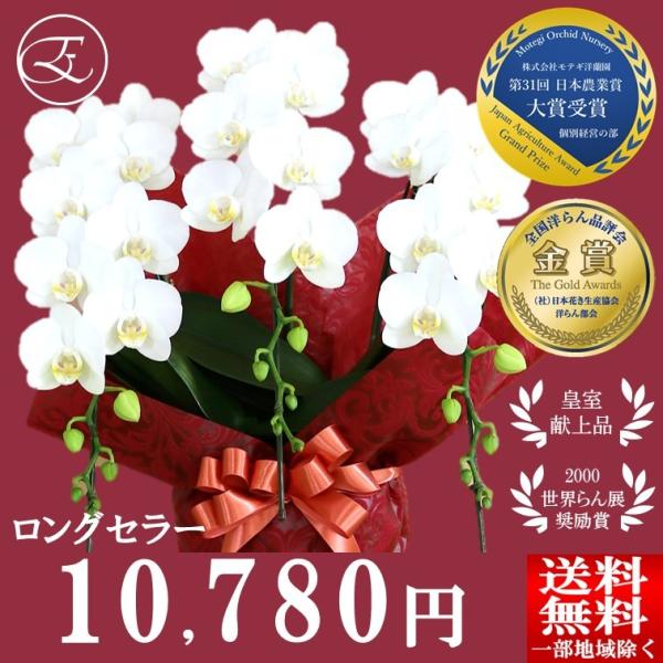 胡蝶蘭 就任祝い ギフト お中元 プレゼント お祝い スーパーアマビリス 3本立 モテギ洋蘭園 ミディ 皇室献上品 送料無料 開店 開院 新築 誕生日 叙勲 M3fwl フラワーショップエフラ 通販 Yahoo ショッピング