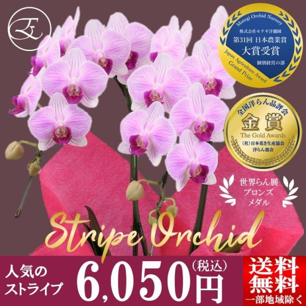 胡蝶蘭 就任祝い ギフト お祝い プレゼント オリバー 2本立 モテギ洋蘭園 人気 ストライプ 選べるラッピング 開店 誕生日 新築 Buyee Buyee Japanese Proxy Service Buy From Japan Bot Online