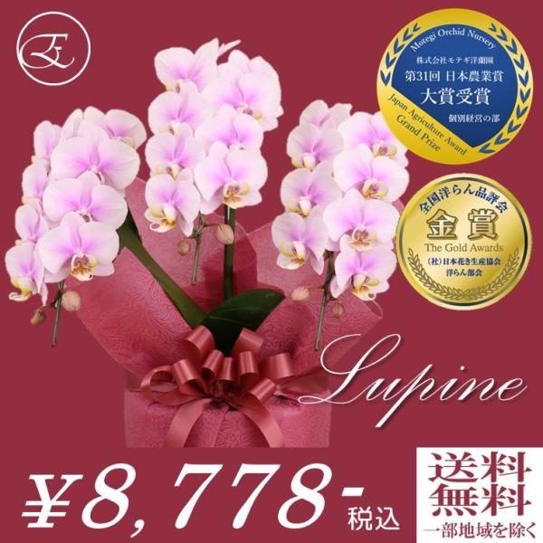 ルーパン 3本立レギュラー ミディ胡蝶蘭 開店祝い 誕生日 結婚 ギフト プレゼント お歳暮 新築祝い Buyee Buyee Japanese Proxy Service Buy From Japan Bot Online