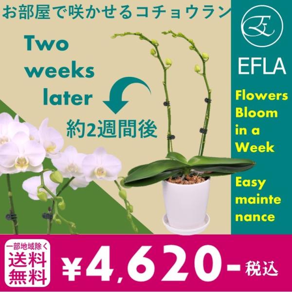 自宅用 育てる 花 室内 部屋 癒しのコチョウラン開花キット モテギ洋蘭園 かんたん お子様も Buyee Buyee Japanese Proxy Service Buy From Japan Bot Online