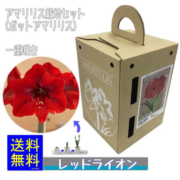 鉢、受皿、用土、必要なものは、全てセット組されております。Boxから出して２０℃以上の部屋へ置くだけ。水やり開始から約２ヶ月で開花！（開花見込み球を使用しておりますが、自然農産物ゆえ開花率100％は見込めません。ご理解の上ご購入願います。）...