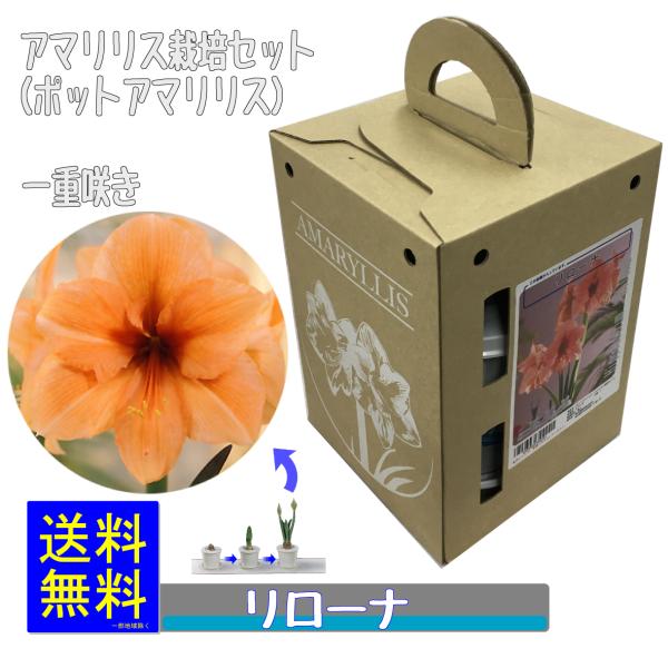 鉢、受皿、用土、必要なものは、全てセット組されております。Boxから出して２０℃以上の部屋へ置くだけ。水やり開始から約２ヶ月で開花！（開花見込み球を使用しておりますが、自然農産物ゆえ開花率100％は見込めません。ご理解の上ご購入願います。）...