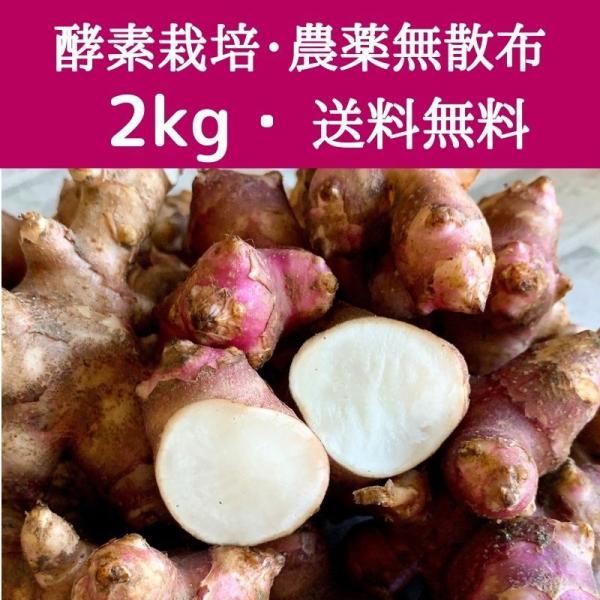 赤菊芋 2kg 生菊芋 土付き 農薬無散布 オーガニック イヌリン 送料無料 Akakikuimo 2 イージーファームyahoo ショップ 通販 Yahoo ショッピング