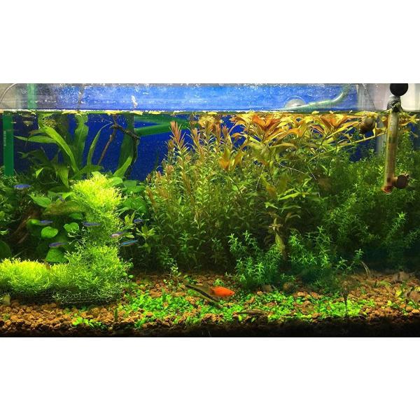 カリウム 水槽 みんな探してる人気モノ カリウム 水槽 ペット ペットグッズ