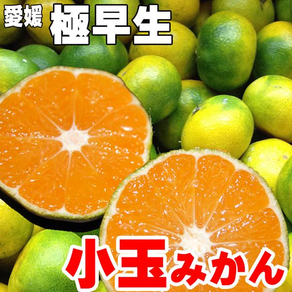 愛媛みかん 送料無料 - その他のフルーツの人気商品・通販・価格比較 - 価格.com 愛媛みかん 送料無料 - その他のフルーツの人気商品・通販・価格比較 - 価格.com