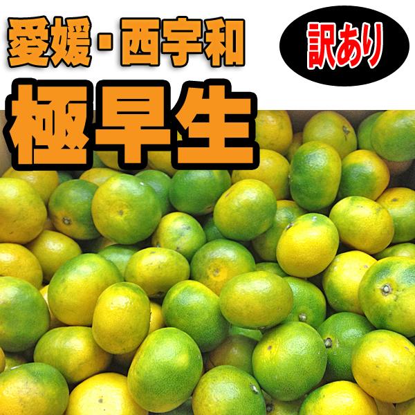 訳あり　2注文で 5kg 送料無料 3注文で 10kg 送料無料 愛媛　西宇和　八幡浜　極早生みかん 2.5kg