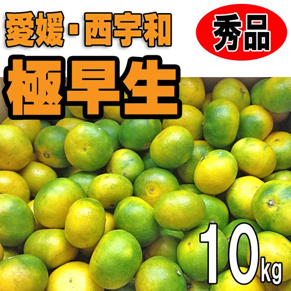 愛媛みかん 西宇和産 極早生みかん 秀品ギフト贈答用 １０ｋｇ 送料無料 産地直送