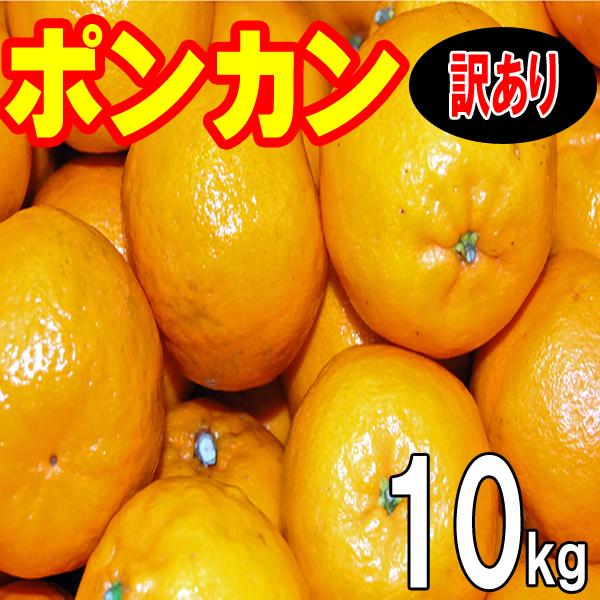 愛媛 西宇和産 ポンカン 訳あり 家庭用 10kg 送料無料 : 愛媛 愛媛 西宇和産 ポンカン 訳あり 家庭用 10kg 送料無料 : 愛媛