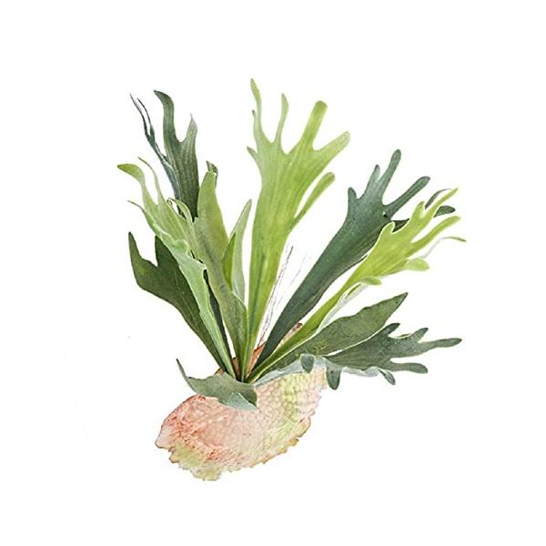 ※併売のため、在庫切れの際はご了承ください。発送委託により倉庫業者がお届けする場合がございます※ディスプレイやインテリアに大人気のエアプランツのアーティフィシャルです。スパニッシュモス、キセログラフィカ、コウモリランなど多種揃えました。お好...