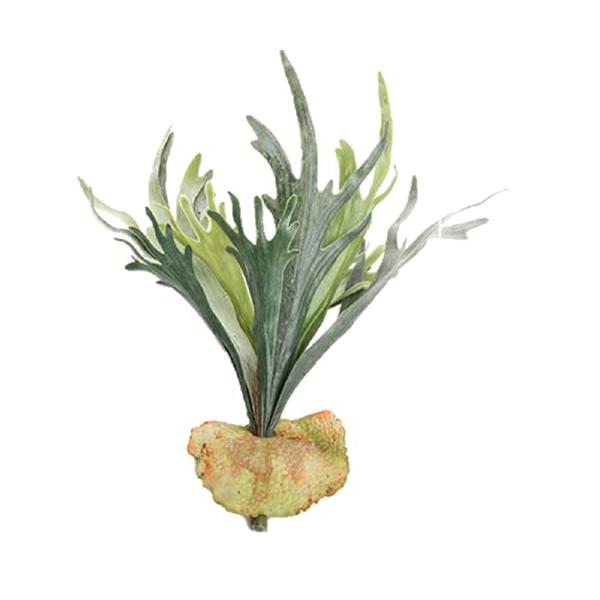 ※併売のため、在庫切れの際はご了承ください。発送委託により倉庫業者がお届けする場合がございます※ディスプレイやインテリアに大人気のエアプランツのアーティフィシャルです。スパニッシュモス、キセログラフィカ、コウモリランなど多種揃えました。お好...