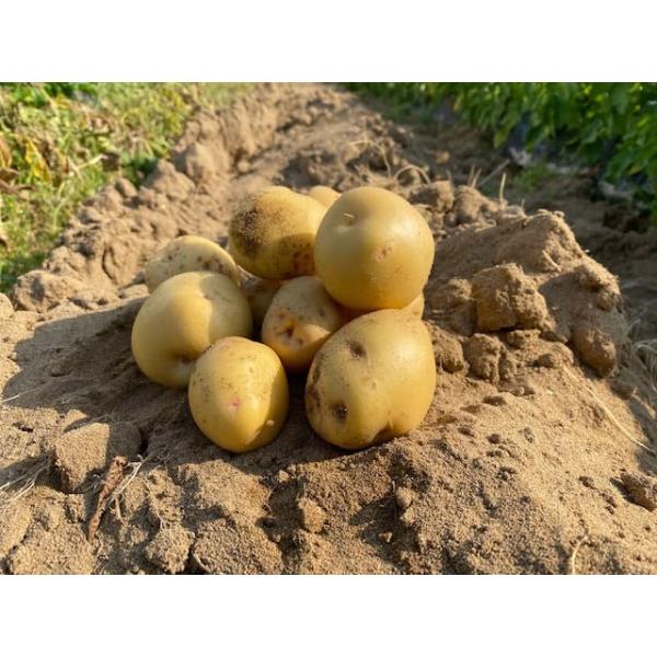 無農薬栽培ジャガイモ、キタアカリ1kg