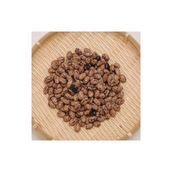 うずら豆 国産 いんげん豆 北海道産 中長うずら豆 5kg