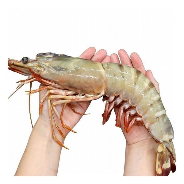 超超特大！天然有頭シータイガー えび 1.5kg 6尾サイズ 1尾約250g 約28cm〜31cm【当店最大級の天然有頭海老！】ブラックタイガー 殻付