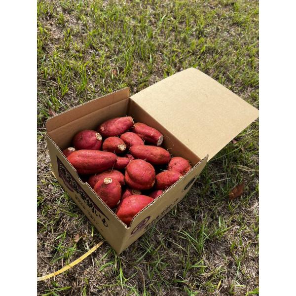 中園ファーム 種子島産 安納芋 SSサイズ 2kg 安納地区栽培 約40日熟成 ねっとり食感 さつまいも 焼き芋・スイーツ用