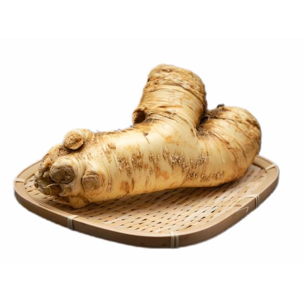 北海道 十勝産 山わさび (1kg) 激辛 ホースラディッシュ 西洋わさび 蝦夷山わさび 帯広 生 わさび お土産 ご当地 グルメ 焼肉 バーベキュー