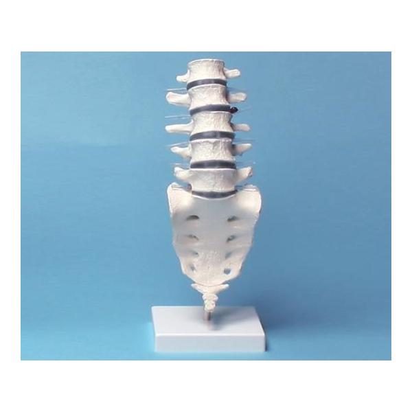 AY irX Ńf4036 X^ht (8-8418-01)