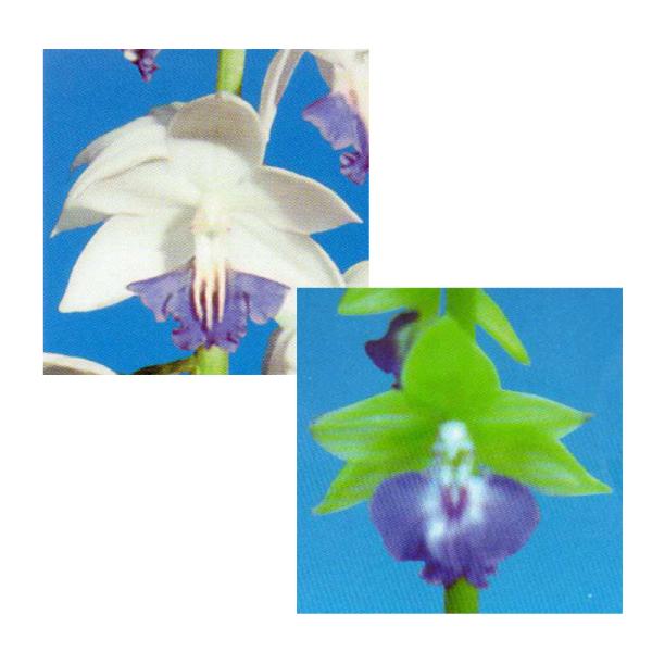 苗 エビネの人気商品 通販 価格比較 価格 Com