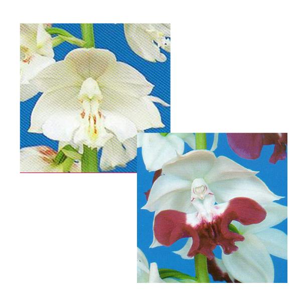 苗 エビネの人気商品 通販 価格比較 価格 Com