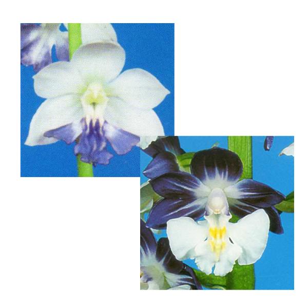 苗 エビネの人気商品 通販 価格比較 価格 Com