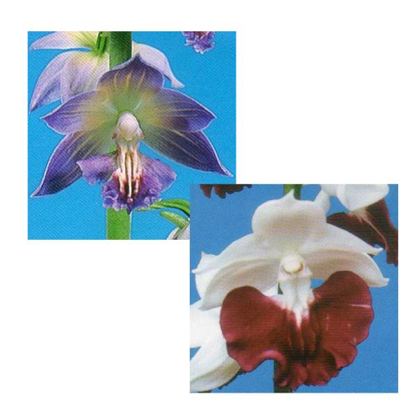 苗 エビネの人気商品 通販 価格比較 価格 Com