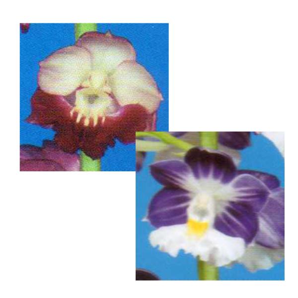 苗 エビネの人気商品 通販 価格比較 価格 Com