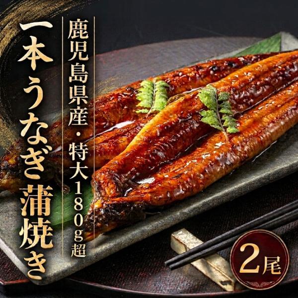鹿児島県産 特大 有頭 うなぎ蒲焼 約186g 2尾 国産 冷凍 鰻 蒲焼き 丑の日 土用の丑の日 鹿児島県 敬老の日 産地直送 お取り寄せ ギフト プレゼント 贈り物