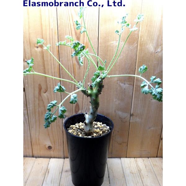 ペラルゴニウム クリスミフォリウム Pelargonium Crithmifolium 山伏天狗 やまぶしてんぐ Sm2279 Buyee Buyee Japanese Proxy Service Buy From Japan Bot Online