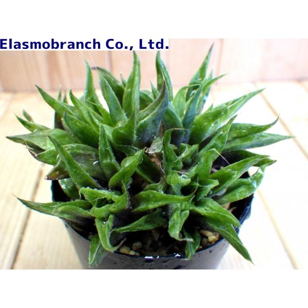 ハオルチア レツーサ Haworthia Retusa N Heidelberg Smh040 Buyee Buyee Japanese Proxy Service Buy From Japan Bot Online