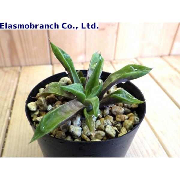 ハオルチア レツーサ レツーサ Haworthia Retusa Retusa N Heidelberg Soh250 Buyee Buyee Japanese Proxy Service Buy From Japan Bot Online