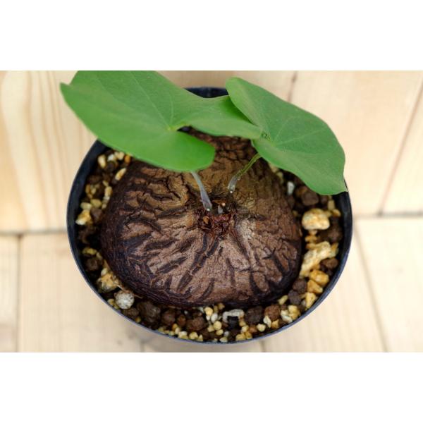 ディオスコレア シルバチカ Dioscorea Sylvatica Uj006 1 Buyee Buyee 日本の通販商品 オークションの代理入札 代理購入