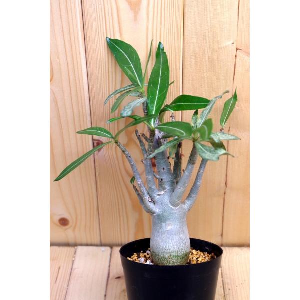アデニウム ソマレンセ Adenium Somalense Uj015 1 Buyee Buyee 日本の通販商品 オークションの代理入札 代理購入