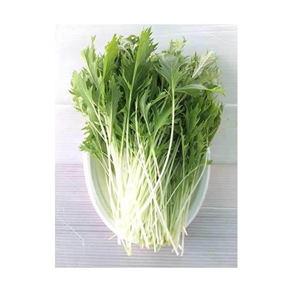 無農薬 サラダ水菜 （70ｇ）10袋パック