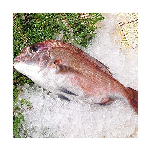 活〆 真鯛 特大サイズ 1尾 2.0kgUP 水洗い(エラ、ウロコ、内臓除去) [魚介類]