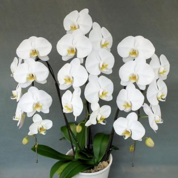 y30ֈȏɃ{[AbvIIzy֌Ӓ@R{@ @27ցiQ݁jȏ@@ō݂10800~Iz