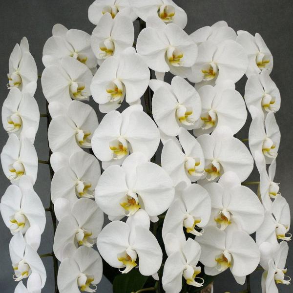 ֌Ӓ@R{@@TOցiQ݁jȏymX@@S̖摜Mz