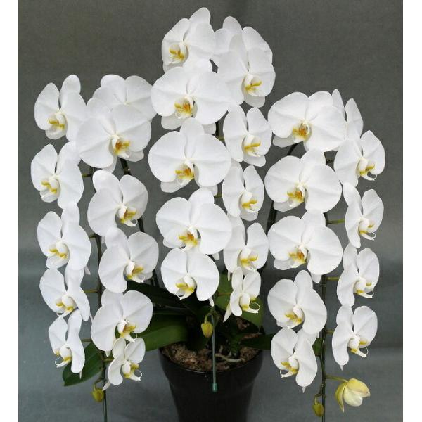 ֌Ӓ@R{@@RUցiQ݁jȏy@mX@@S̖摜M@z