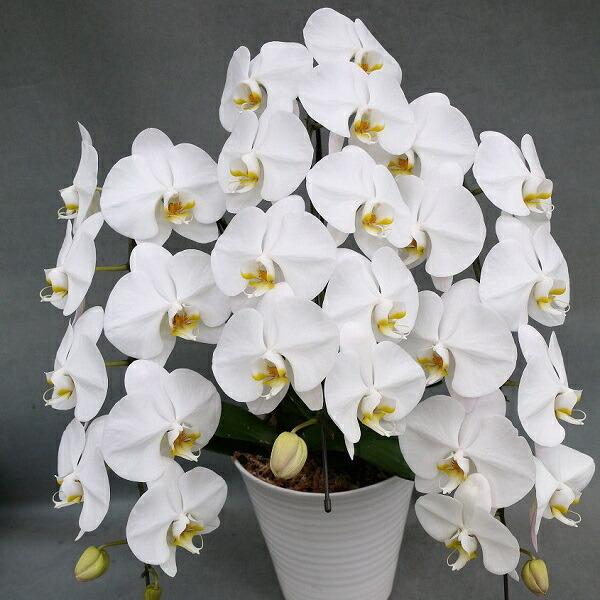 yƂRRֈȏɃ{[AbvIIz֌ӒR{@@30ցiQ݁jȏ@@@ō݂15800~II