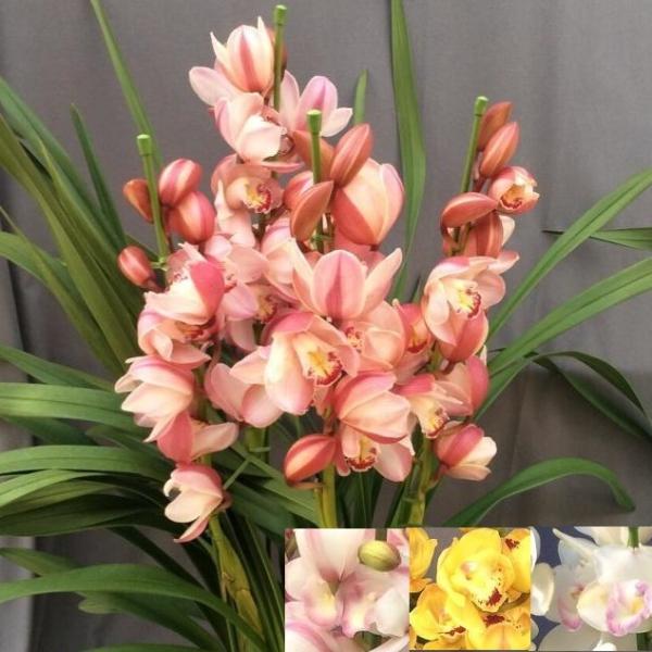 ４本立ち以上のシンビジュームをお贈り致します！*鉢の色、デザインは写真と変わる場合がございます。※在庫の都合、規定より本数の多い上の規格のお花をお贈りする場合がございます。※お届け予定日の気温が、配送中に寒さでお花の凍結の恐れがある場合、お...